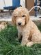 Golden Doodle Puppies for sale in Boise, ID, USA. price: $1,200