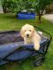 Golden Doodle Puppies for sale in Lawrenceville, GA, USA. price: $200