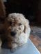 Golden Doodle Puppies for sale in Maple Falls, WA 98266, USA. price: $400
