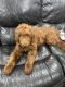 Golden Doodle Puppies for sale in Tracy, CA, USA. price: $500