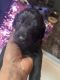 Golden Doodle Puppies for sale in Detroit, MI, USA. price: NA