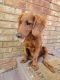 Golden Doodle Puppies for sale in Hickory, NC, USA. price: $2,800