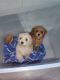 Golden Doodle Puppies for sale in Highland, IN, USA. price: NA