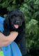 Golden Doodle Puppies for sale in Oregon City, OR 97045, USA. price: $1,000