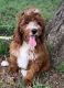 Golden Doodle Puppies for sale in McKinney, TX, USA. price: $1,600