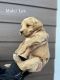 Golden Doodle Puppies for sale in Monticello, MN, USA. price: $800