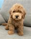 Golden Doodle Puppies for sale in Greenville, TX, USA. price: NA