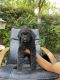 Golden Doodle Puppies for sale in Tucson, AZ, USA. price: NA