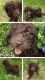Golden Doodle Puppies for sale in Genoa City, WI, USA. price: $1,400