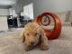Golden Doodle Puppies for sale in 14120 W Mandalay Ln, Surprise, AZ 85379, USA. price: $900