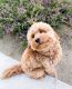 Golden Doodle Puppies for sale in Leicester Square, London WC2H 7DE, UK. price: 650 GBP