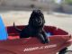 Golden Doodle Puppies for sale in Buckeye, AZ, USA. price: $1,300