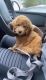 Golden Doodle Puppies for sale in Elmwood Park, NJ, USA. price: NA