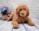 Golden Doodle Puppies for sale in NO FORT MYERS, FL 33917, USA. price: NA