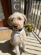Golden Doodle Puppies for sale in Tulsa, OK, USA. price: $700