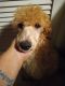 Golden Doodle Puppies for sale in Clearwater, FL, USA. price: $500