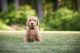Golden Doodle Puppies for sale in Arlington, WA, USA. price: NA