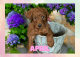 Golden Doodle Puppies for sale in Clinton, NJ 08809, USA. price: NA