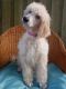 Golden Doodle Puppies for sale in Clearwater, FL, USA. price: $450