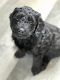 Golden Doodle Puppies for sale in Traverse City, MI, USA. price: NA