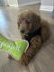 Golden Doodle Puppies for sale in Austin, TX, USA. price: $1,800