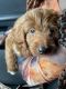 Golden Doodle Puppies for sale in Miami, FL, USA. price: $1,200