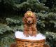 Golden Doodle Puppies for sale in Michigan-Martin, Detroit, MI 48210, USA. price: $1,500