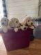 Golden Doodle Puppies for sale in Pueblo, CO 81005, USA. price: NA