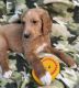 Golden Doodle Puppies for sale in Cincinnati, OH, USA. price: NA