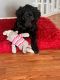 Golden Doodle Puppies for sale in Kansas City, MO, USA. price: $500