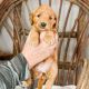 Golden Doodle Puppies for sale in South Bay, CA, USA. price: NA