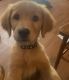 Golden Doodle Puppies for sale in Allen, TX, USA. price: NA