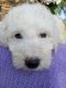 Golden Doodle Puppies for sale in Williston, FL 32696, USA. price: $650