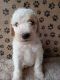 Golden Doodle Puppies for sale in Williston, FL 32696, USA. price: $650