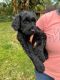 Golden Doodle Puppies for sale in Melbourne, FL 32901, USA. price: NA