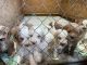 Golden Doodle Puppies for sale in Pisgah, AL 35765, USA. price: $2,000
