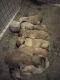 Golden Doodle Puppies for sale in Hastings, MN 55033, USA. price: NA