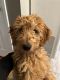 Golden Doodle Puppies for sale in Brook Park, OH, USA. price: NA