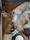 Golden Doodle Puppies for sale in Kettering, OH, USA. price: NA