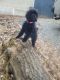 Golden Doodle Puppies for sale in Charlotte, NC, USA. price: $900
