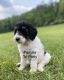 Golden Doodle Puppies for sale in 797 Conrad Run-Mayberry, Palestine, WV 26160, USA. price: $2,000