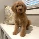 Golden Doodle Puppies for sale in Clarksville, TN, USA. price: NA