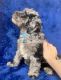 Golden Doodle Puppies for sale in Miami, FL, USA. price: $1,500