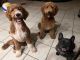 Golden Doodle Puppies for sale in Elk Grove, CA 95757, USA. price: $3,100