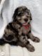 Golden Doodle Puppies for sale in South Boston, VA 24592, USA. price: $600