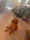 Golden Doodle Puppies for sale in Pompano Beach, FL, USA. price: $600