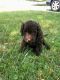 Golden Doodle Puppies for sale in Roselle, IL, USA. price: NA