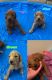 Golden Doodle Puppies for sale in Converse, TX 78109, USA. price: $1,800