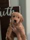 Golden Doodle Puppies for sale in Marietta, GA, USA. price: $1,100