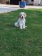 Golden Doodle Puppies for sale in Tyler, TX, USA. price: NA